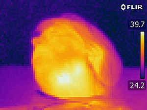 skin temperature image on the FLIR indicator